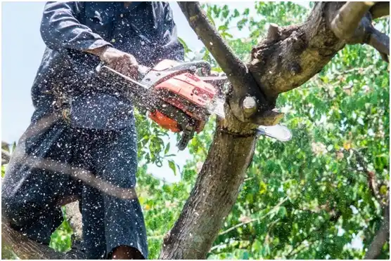 tree services Central Garage